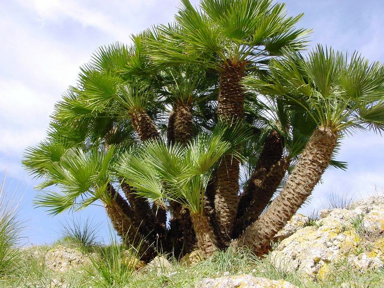 Европейска Ветрилна палма (Хамеропс хумилис) - Chamaerops , European Fan Palm (Chamaerops humilis)